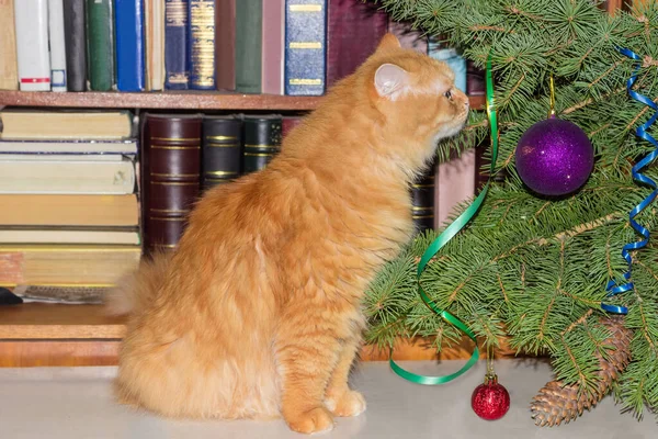 Zázvor Kočka Sedí Pozorně Dívá Živé Zdobené Vánoční Stromeček Profil — Stock fotografie