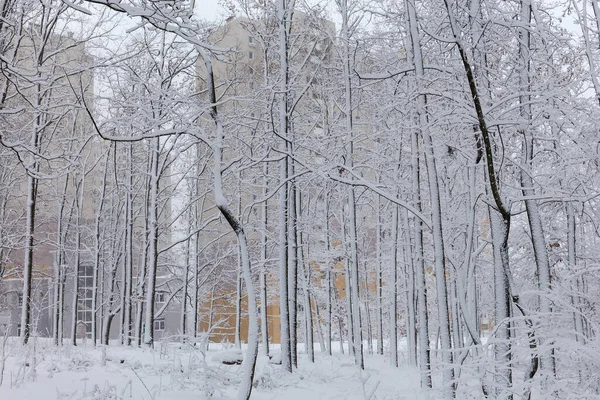 Sección Parque Nevado Con Árboles Arbustos Cubiertos Nieve Esponjosa Con —  Fotos de Stock