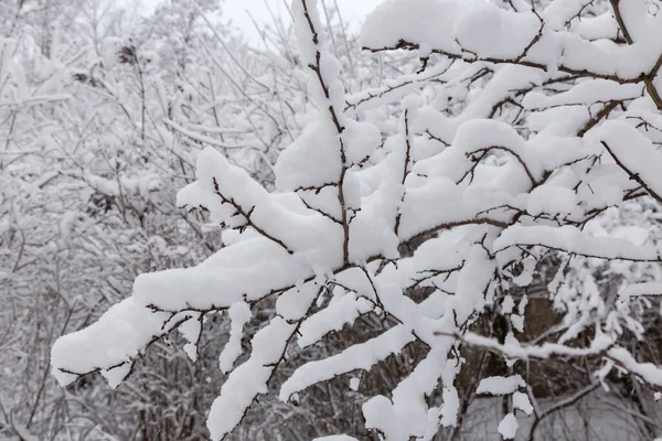 落叶乔木的枝条 积雪覆盖着绒毛雪 在其他树木和灌木模糊的背景下 在降雪 — 图库照片