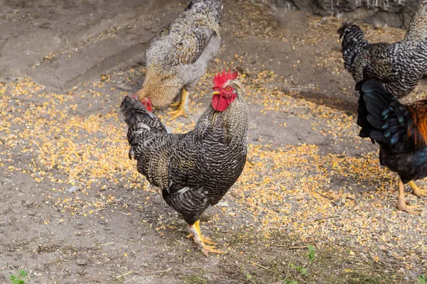在农场的院子里 有各种灰白色羽毛的公鸡在户外和其他小鸡交配 — 图库照片