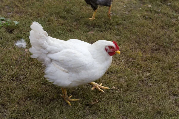 肉的白色肉鸡在农场院子里散步时在户外长大 — 图库照片