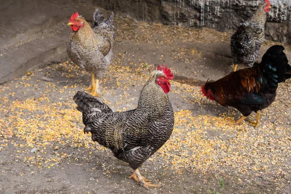 在农场的院子里 有各种灰白色羽毛的公鸡在户外和其他小鸡交配 — 图库照片