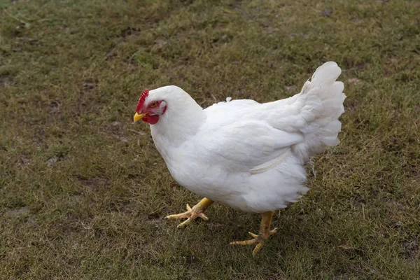 在农场院子里饲养的典型的白色肉鸡 — 图库照片