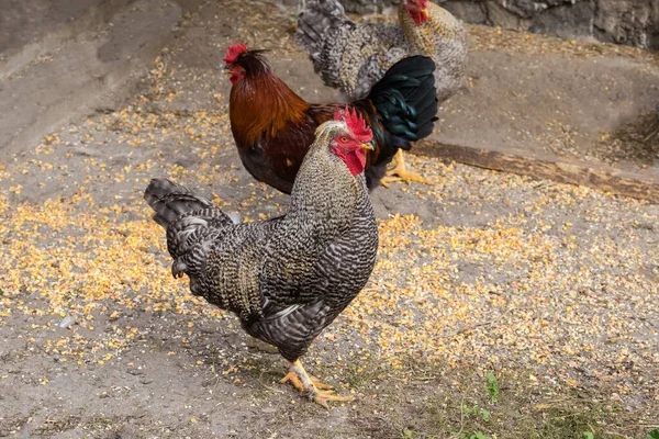 在农场院子里 与红公鸡和其他小鸡相比 有各种灰白色羽毛的公鸡在户外被饲养 — 图库照片