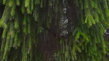 Bulutlu bahar havasında yaşlı bir ladin dalları sallanıyor.