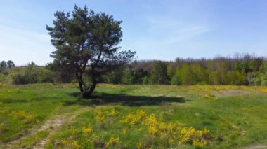 Çam, çayırların arasında birkaç eğri gövdeli, hava manzaralı.
