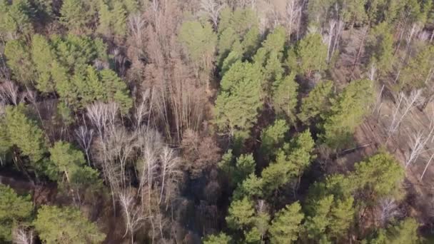 Skogssjön Täckt Med Våren Flygutsikt — Stockvideo