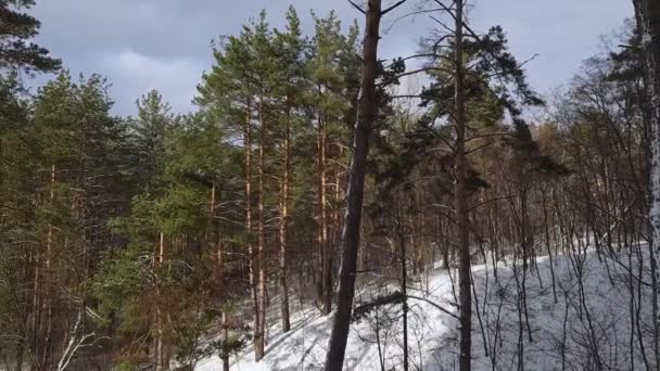 Холмистая Часть Соснового Леса Зимний Солнечный День — стоковое видео