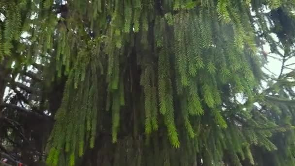 Hangende Takken Van Een Oude Sparren Bij Bewolkt Lenteweer — Stockvideo