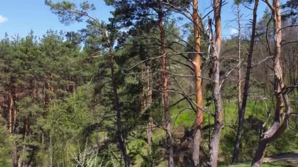 Старые Сосны Лесу Ветреную Весну Вид Воздуха — стоковое видео
