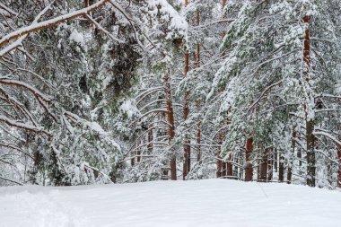 Ağaçların gövdeleri ve dalları ile kış çam ormanı, bulutlu bir günde kar yağışı sonrası yumuşak karla kaplıdır.