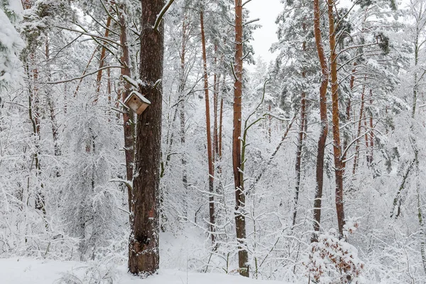 一片片冬季松树林 落雪覆盖着落叶灌丛 鸟笼在松树树干上的前景一片大雪之后 — 图库照片
