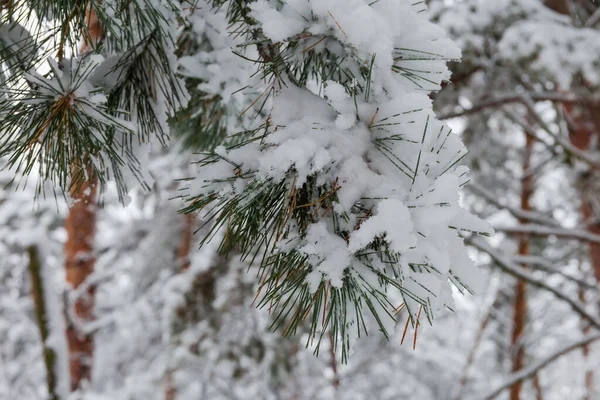 Ramo Pino Ricoperto Neve Soffice Uno Sfondo Sfocato Altri Alberi — Foto Stock