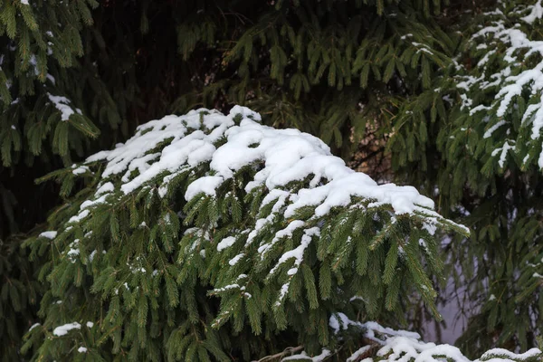 Branche Épinette Dense Partiellement Recouverte Neige Sur Fond Flou Partie — Photo