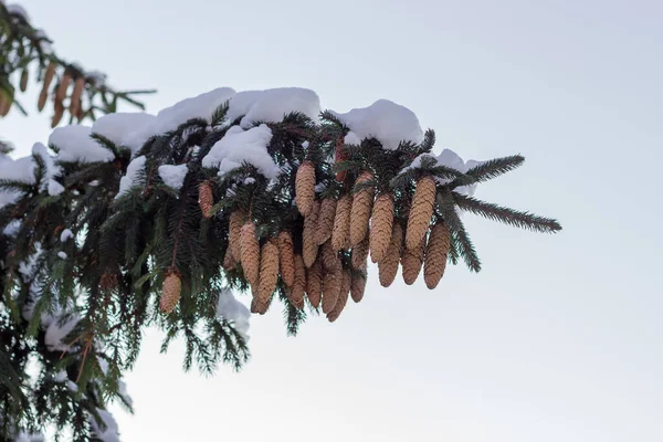 Ramo Vecchio Abete Rosso Con Molti Coni Parzialmente Ricoperti Neve — Foto Stock