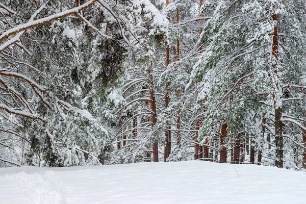 Zimowy Las Sosnowy Pniami Drzew Gałęziami Pokrytymi Puszystym Śniegiem Opadach — Zdjęcie stockowe