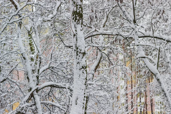 Äste Und Stämme Der Laubbäume Bedeckt Mit Frisch Gefallenem Flauschigem — Stockfoto