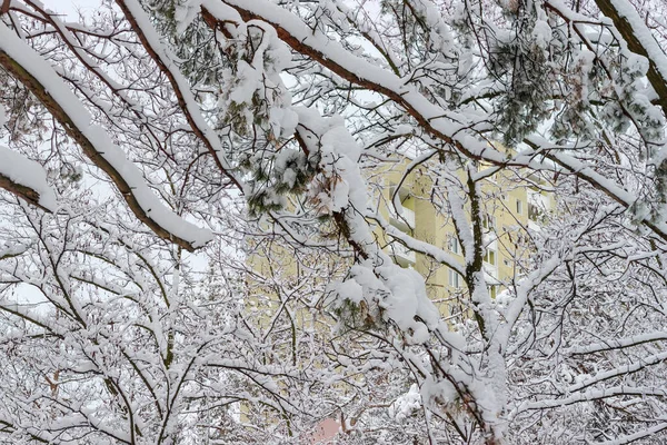 Ramos Pinheiros Outras Árvores Caducas Cobertas Com Neve Fofa Recém — Fotografia de Stock