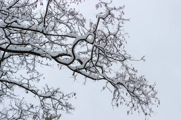 겨울에 구름낀 하늘을 배경으로 솜털같은 눈으로 메뚜기 나무의 가지들 — 스톡 사진