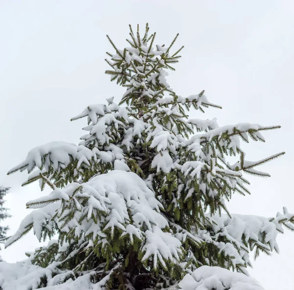 Çam Ağacının Tepesi Islak Karla Kaplı Bulutlu Bir Gökyüzüne Karşı — Stok fotoğraf