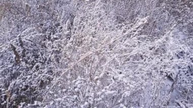 Kuru yaban kaz ayağı çalılıkları karla kaplı hafif rüzgarla