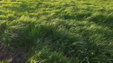 İlkbaharda rüzgarlı havada tarlada çeşitli otlar