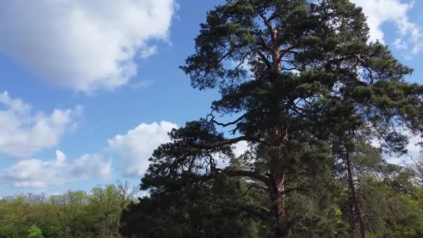 Pinheiro Velho Parque Tempo Ventoso Primavera Vista Aérea — Vídeo de Stock