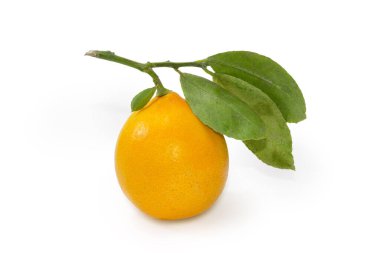 Küçük dal üzerinde taze sarı limon ve beyaz arka planda yapraklar.