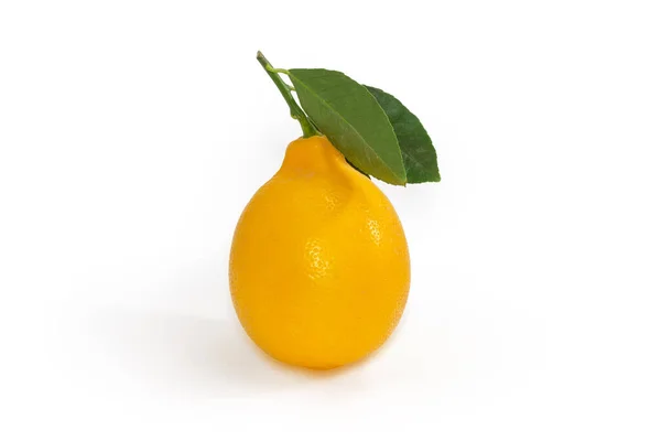 Ολόκληρο Φρέσκο Κίτρινο Λεμόνι Μικρό Κλαδί Φύλλα Λευκό Φόντο — Φωτογραφία Αρχείου