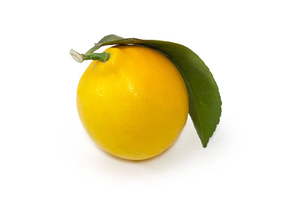 Целый Свежий Желтый Лимон Маленькой Веточке Листом Белом Фоне — стоковое фото