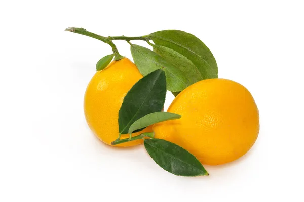 Два Полностью Оранжевых Желтых Лимона Маленьких Веточках Листьями Белом Фоне — стоковое фото