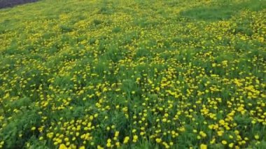 Çiçek açan karahindibalar ve çeşitli otlarla dolu bir çayır.