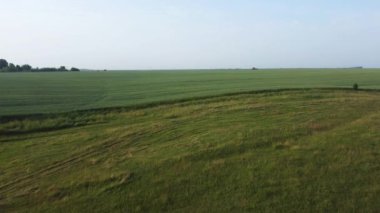 Olgunlaşmamış yeşil buğday tarlasının havadan görünüşü