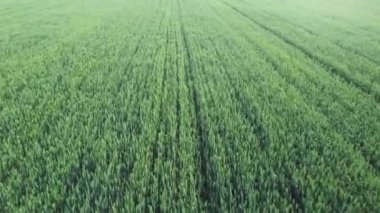 Olgunlaşmamış yeşil buğdayların hava manzarası