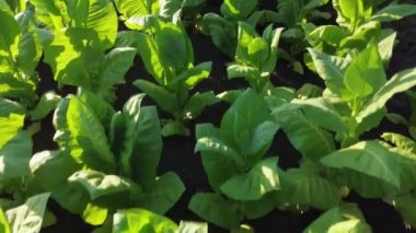 Sahada taze yaprakları olan tütün gövdeleri.