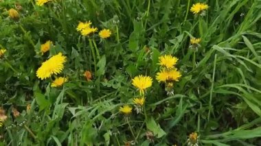 Çiçekli karahindibalar ve çayırda çeşitli otlar.