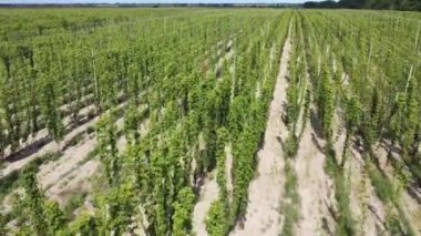 Olgunlaşan zıpzıp dikmek, ileri dokuma yaparken havadan bakmak.