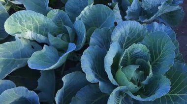 Genç beyaz lahana bitkileri tarlada çiğ taneleriyle kaplıdır.