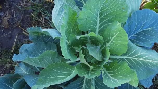 Young White Cabbage Plant Covered Dew Field — Stock Video