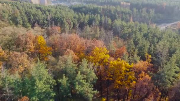 Kenar Mahallelerdeki Sonbahar Yaprak Döken Çam Ormanlarının Havadan Görünüşü — Stok video