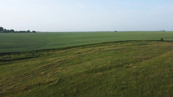 Аерофотозйомка Трохи Горбистого Поля Нерозрідженої Зеленої Пшениці — стокове відео