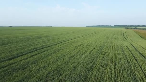 Aerial View Field Unripe Green Wheat — 图库视频影像