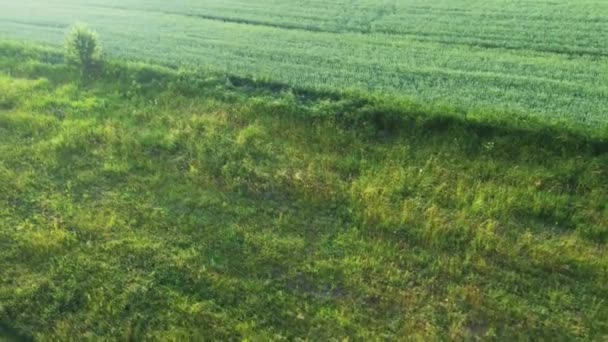 Vista Aérea Borda Campo Trigo Verde Não Maduro — Vídeo de Stock