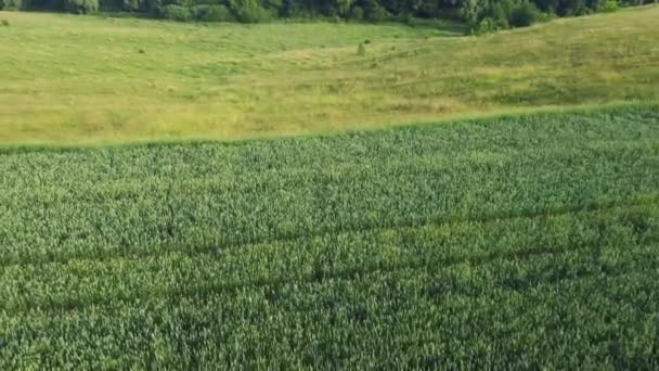 Вид Воздуха Незрелое Зеленое Пшеничное Поле Склоне Долины — стоковое видео