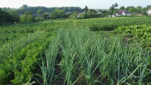 Onion Planting Green Stems Other Vegetables — Stock Video