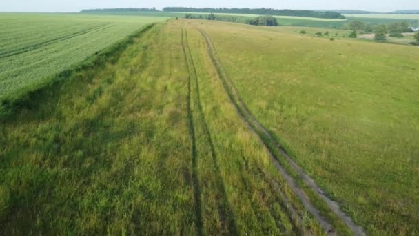 Аерофотозйомка Поля Нерозрідженої Зеленої Пшениці — стокове відео
