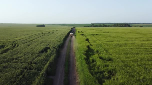 Dfields Unripe Green Wheat Barley Narrow Dirt Road Them Moving — Stockvideo