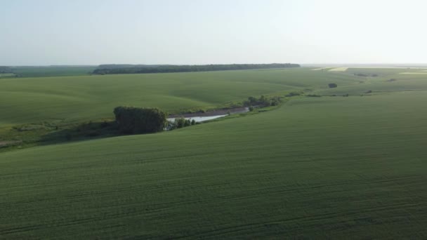 Vadinin Yamaçlarındaki Yeşil Buğday Tarlalarının Havadan Görünüşü — Stok video