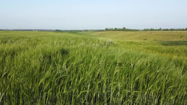 未成熟绿色大麦的田间边缘特写 — 图库视频影像