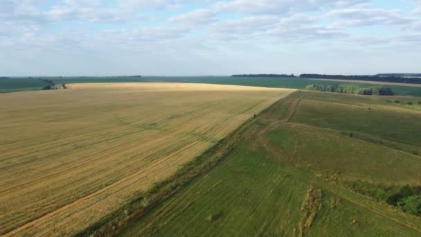Аерофотозйомка Польового Краю Нерозрідженої Жовтої Пшениці — стокове відео